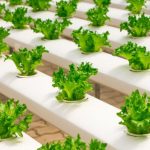 Vertical Farming - View of Vegetables