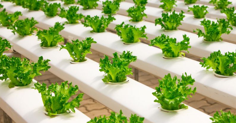 Vertical Farming - View of Vegetables