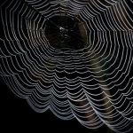 Dark Web - Closeup Photography of Spider Web