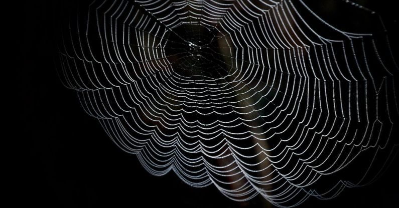 Dark Web - Closeup Photography of Spider Web