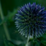 Robotics STEM - Blue flower macro