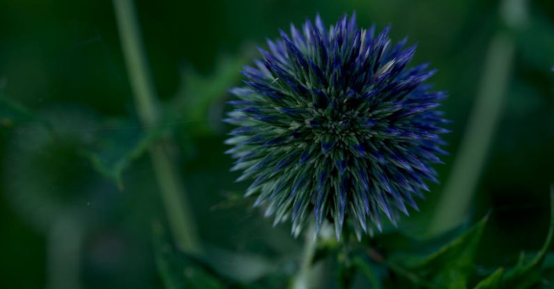 Robotics STEM - Blue flower macro
