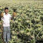 AI Farming - Pineapple farm