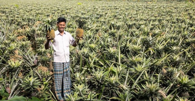 AI Farming - Pineapple farm