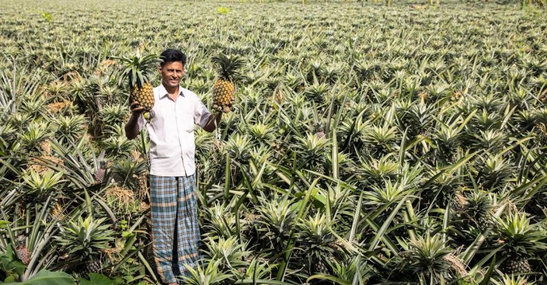 AI Farming - Pineapple farm